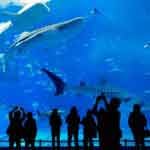 London Aquarium 