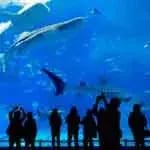 London Aquarium 