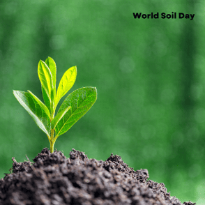 World Soil Day at Our Nursery School: A Journey Beneath Our Feet