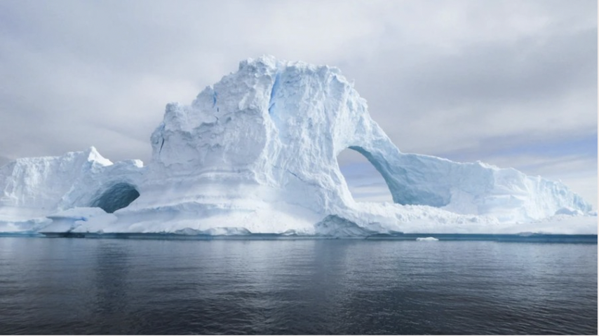 arctic-animals